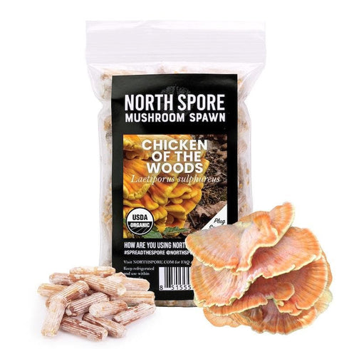 Organic Chicken of the Woods Mushroom Plug Spawn